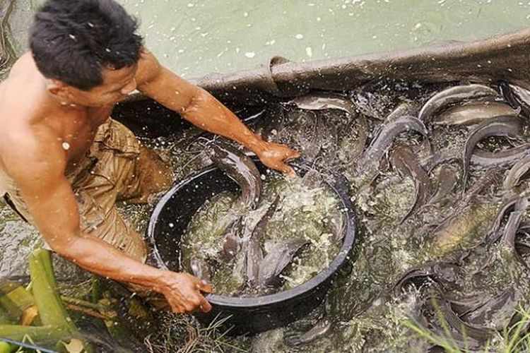 Cara Budidaya Ikan Lele Di Kolam Tembok
