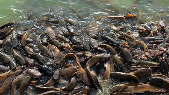 Cara Budidaya Ikan Lele Di Kolam Terpal
