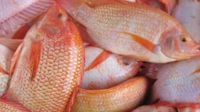 6 Cara Budidaya Ikan Nila Yang Benar Untuk Pemula - Eightsun
