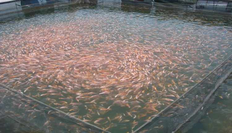 Cara Budidaya Ikan Mas Di Kolam Terpal