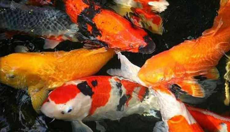 Daftar Harga Ikan Koi  Terbaru Dan Terlengkap Eightsun
